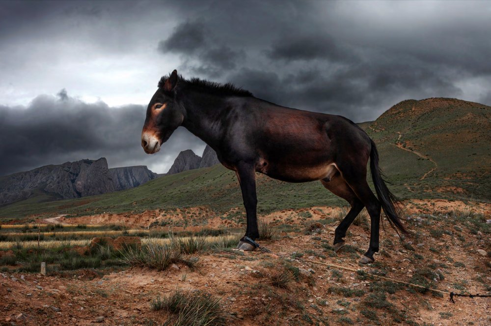 MULE ON HILL. XIAHE COUNTY, GANSU