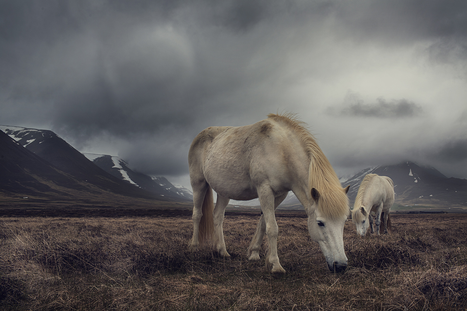 Two white horses graze in a grassy field under a dramatic, cloud-filled sky, with snow-capped mountains in the distance.