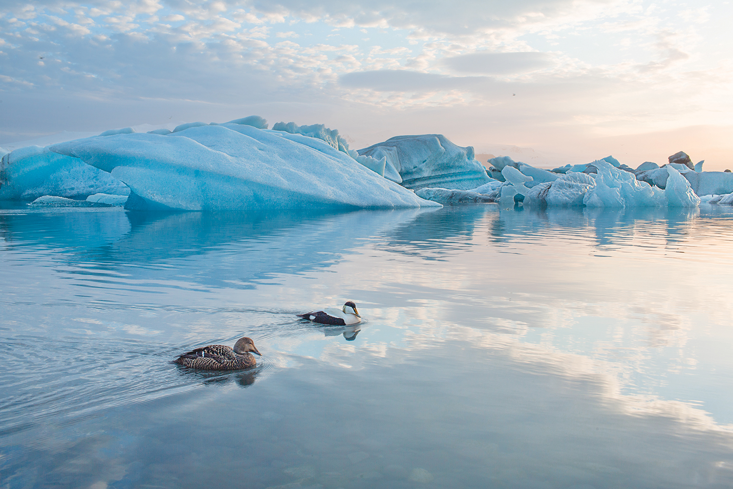 Two ducks swim peacefully in clear water surrounded by floating icebergs, under a gently lit sky with soft clouds.