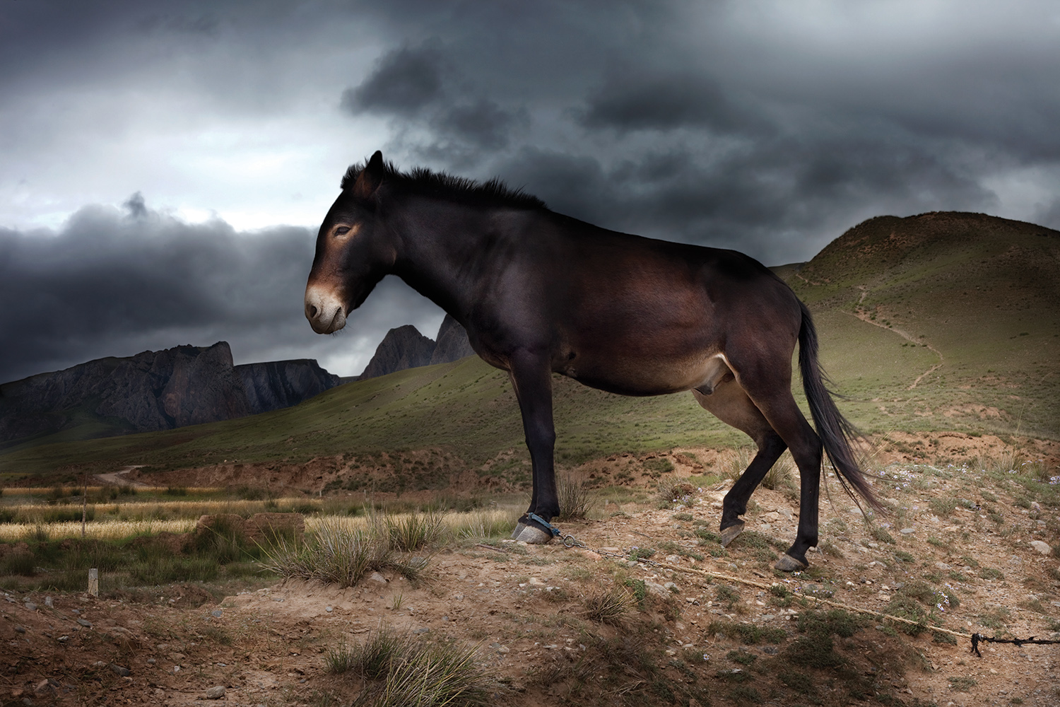 A majestic dark horse stands tethered in a vast, grassy landscape under a dramatic, cloudy sky, captured by Florian Ritter in Xiahe county, China.